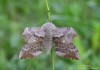 Lišaj topolový (Motýli), Laothoe populi (Lepidoptera)